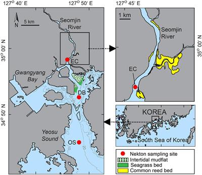 Phytoplankton Fuel Fish Food Webs in a Low-Turbidity Temperate Coastal Embayment: A Stable Isotope Approach